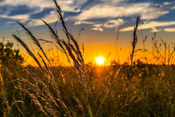 Paysage des champs avec coucher de soleil